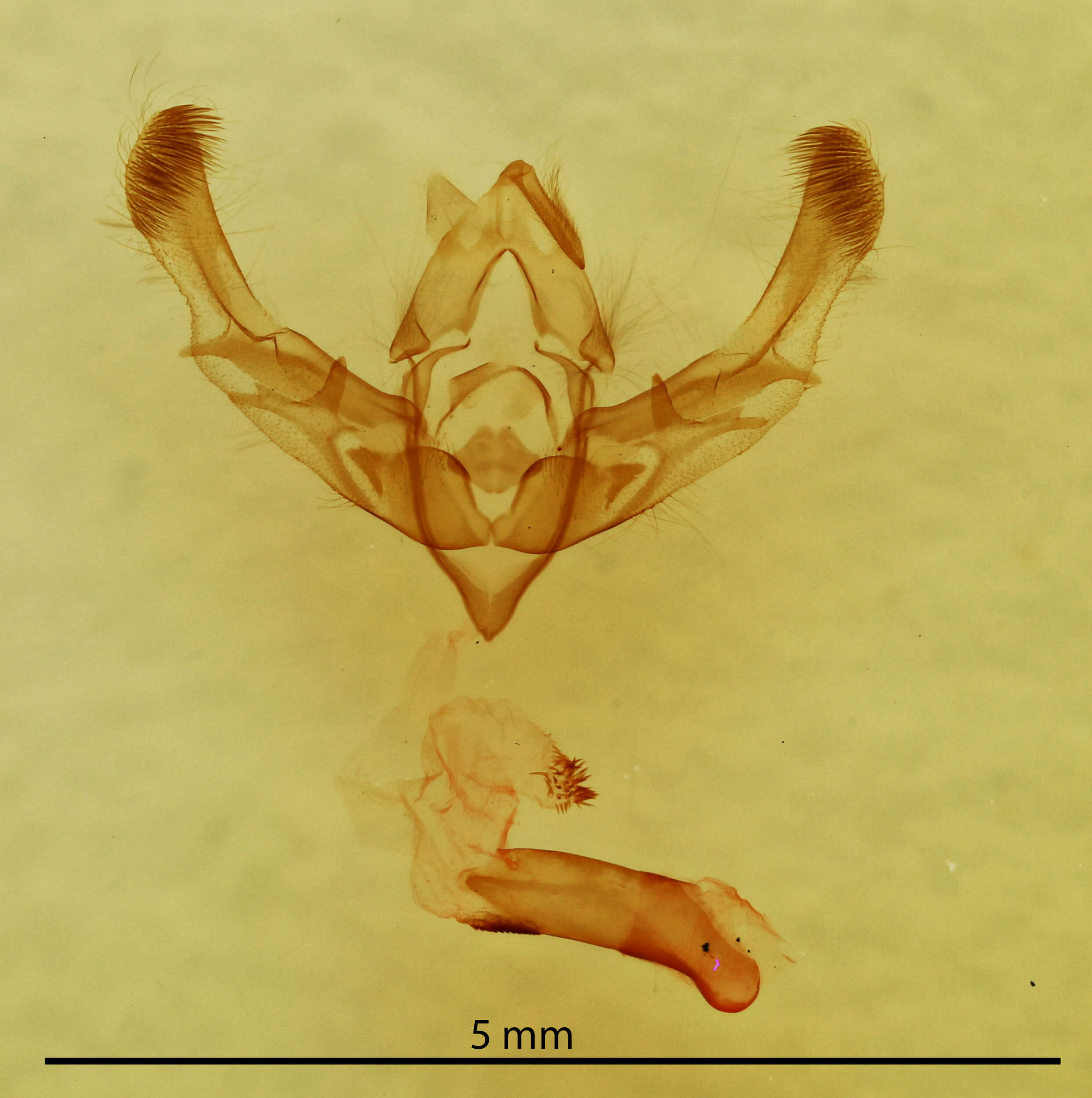 genitalia view of adult Chytonix  sensilis