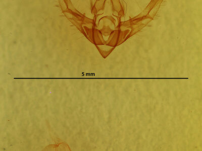 genitalia view of adult Chytonix sensilis
