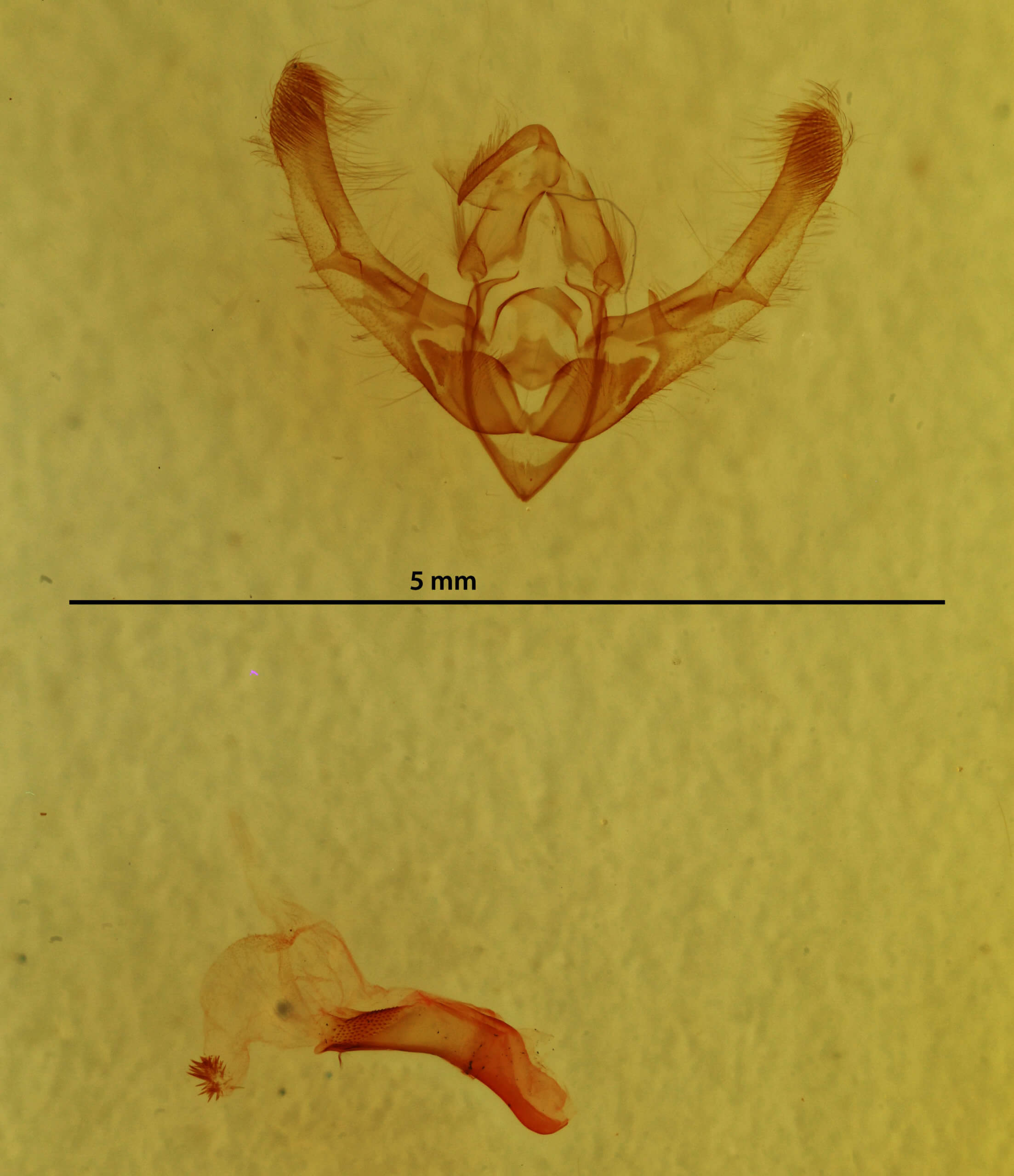 genitalia view of adult Chytonix sensilis