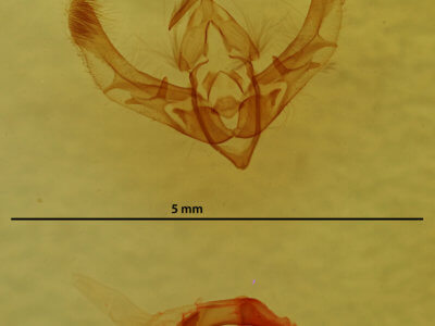 genitalia view of adult Chytonix sensilis