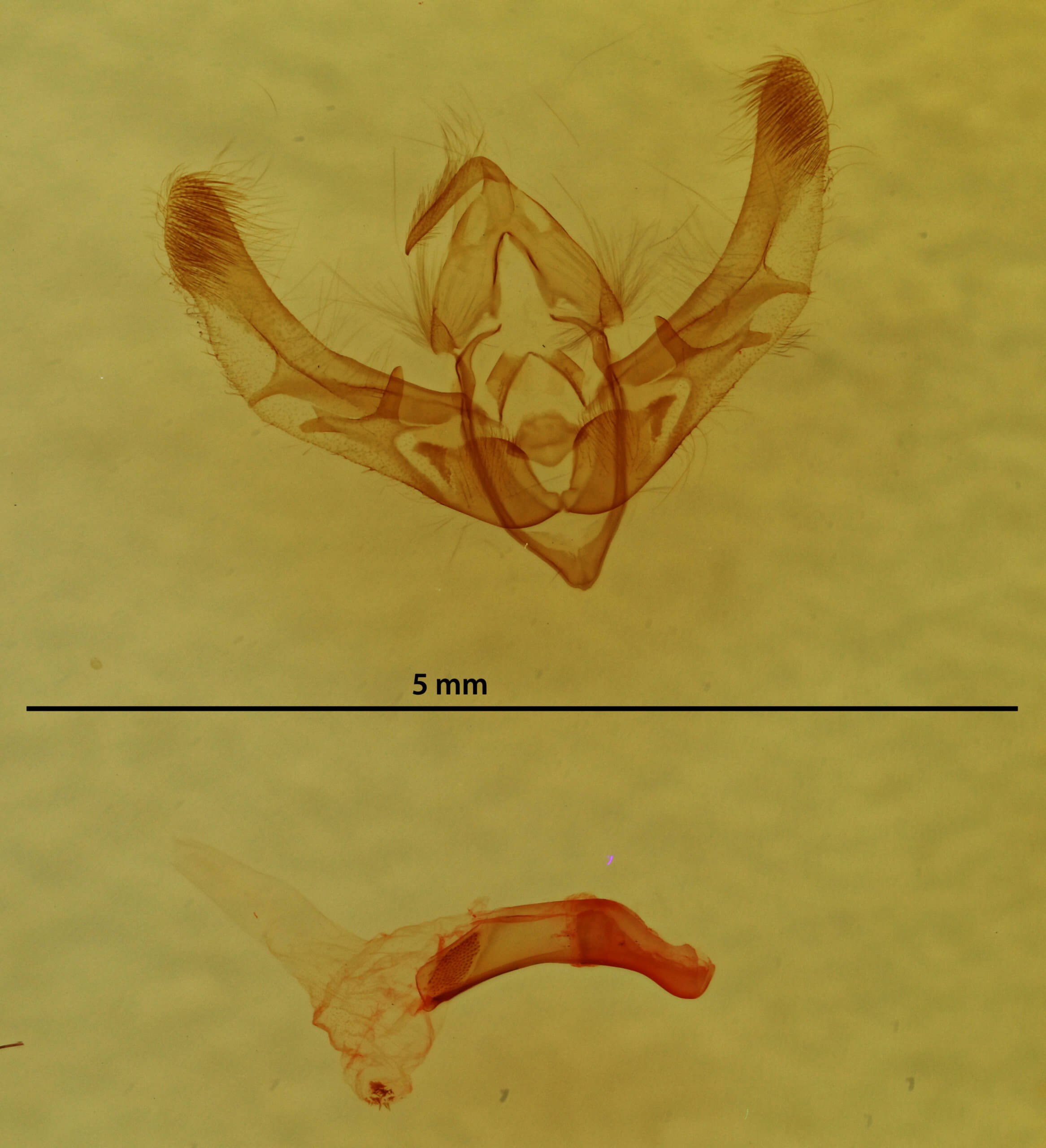 genitalia view of adult Chytonix sensilis
