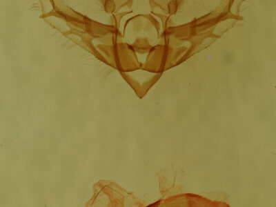 genitalia view of adult Chytonix  sensilis