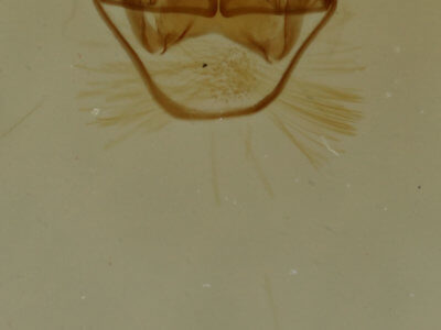 genitalia view of adult Cisthene packardii