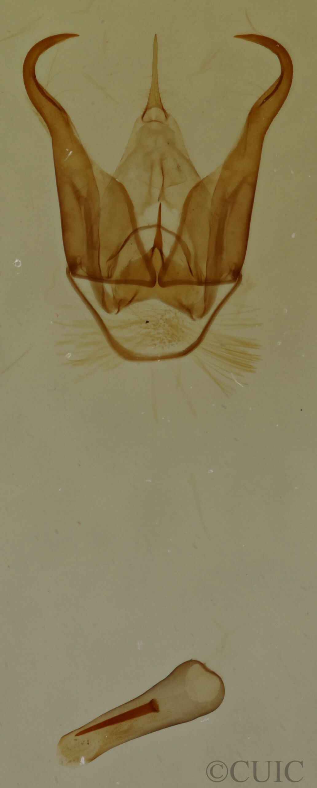 genitalia view of adult Cisthene packardii
