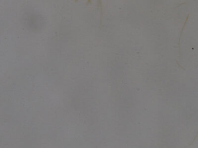 genitalia view of adult Cisthene subjecta