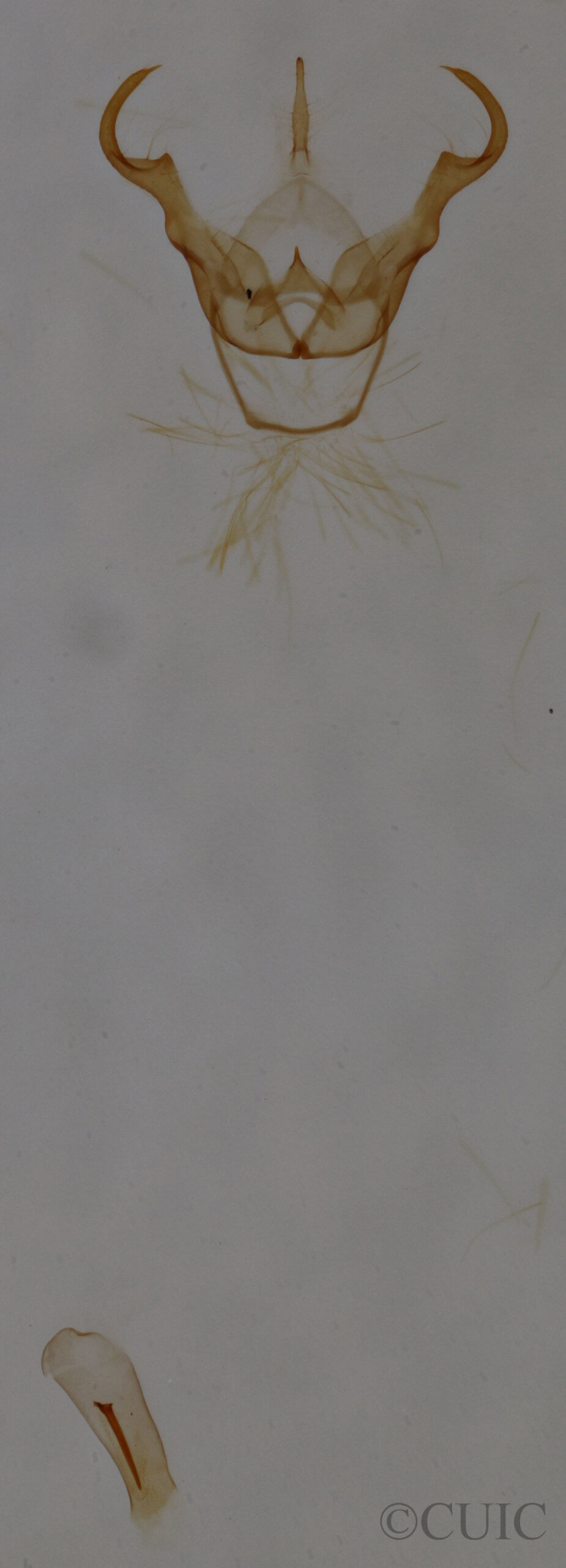 genitalia view of adult Cisthene subjecta