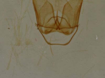 genitalia view of adult Cisthene subjecta
