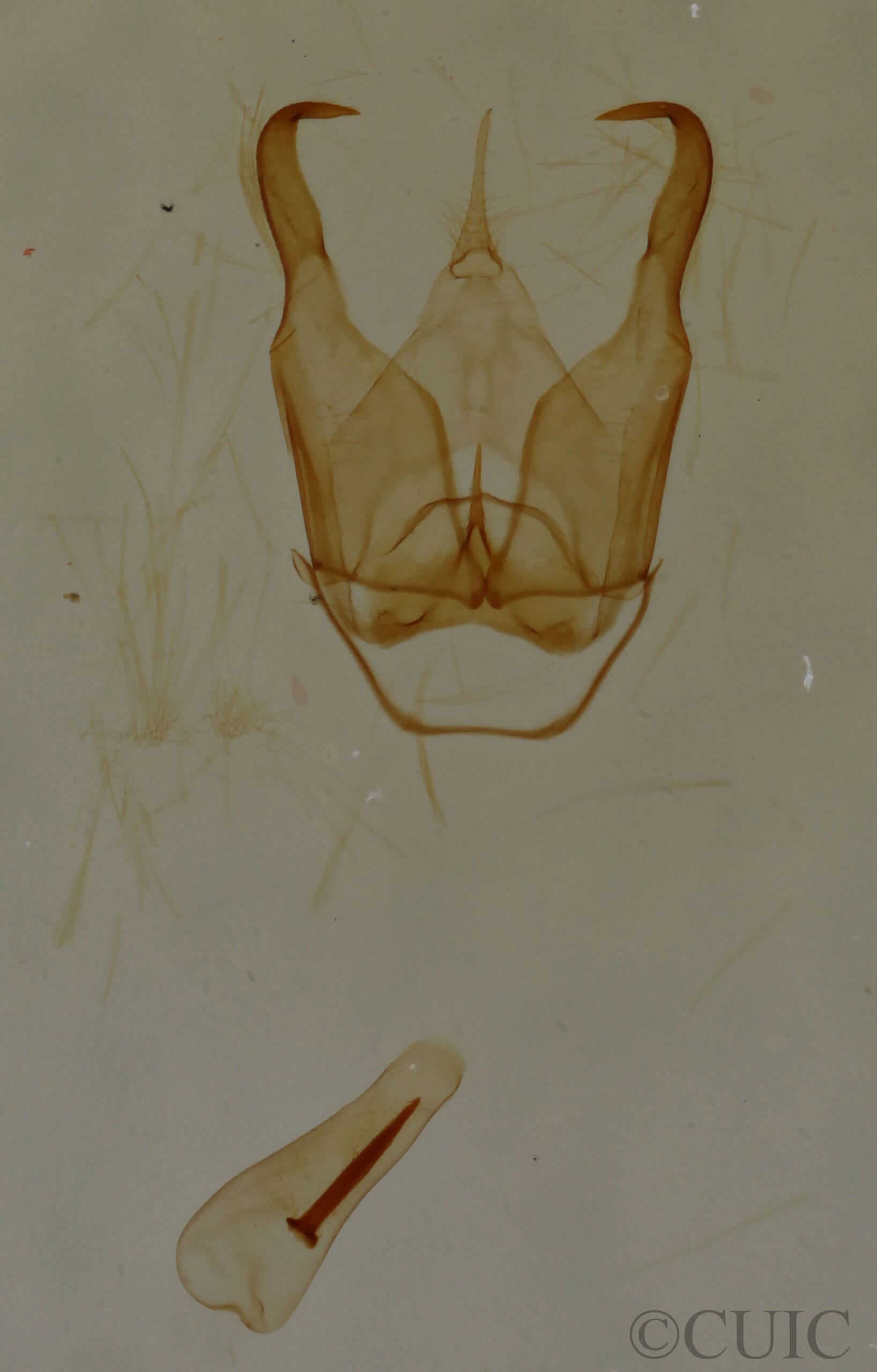 genitalia view of adult Cisthene subjecta