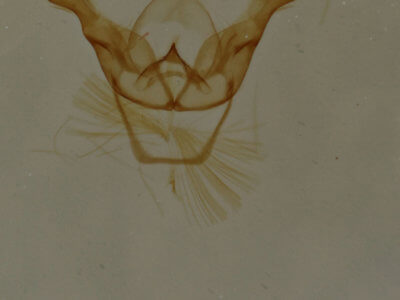 genitalia view of adult Cisthene subjecta