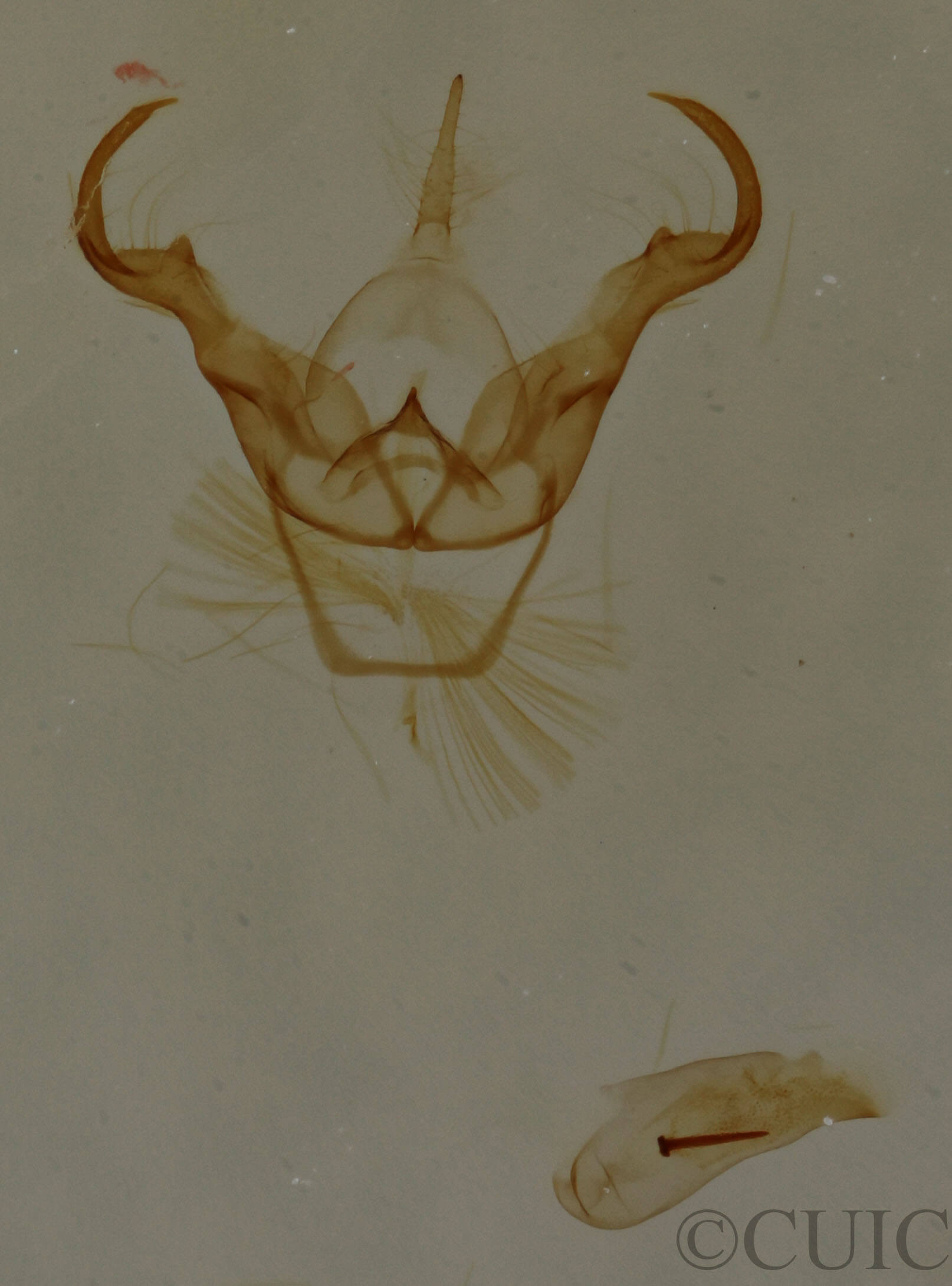 genitalia view of adult Cisthene subjecta