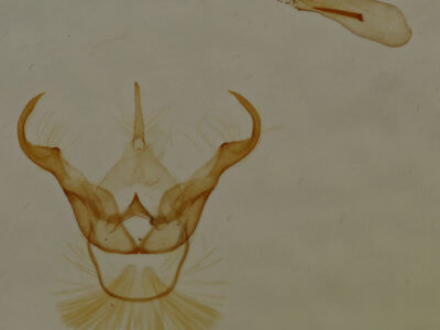 genitalia view of adult Cisthene subjecta