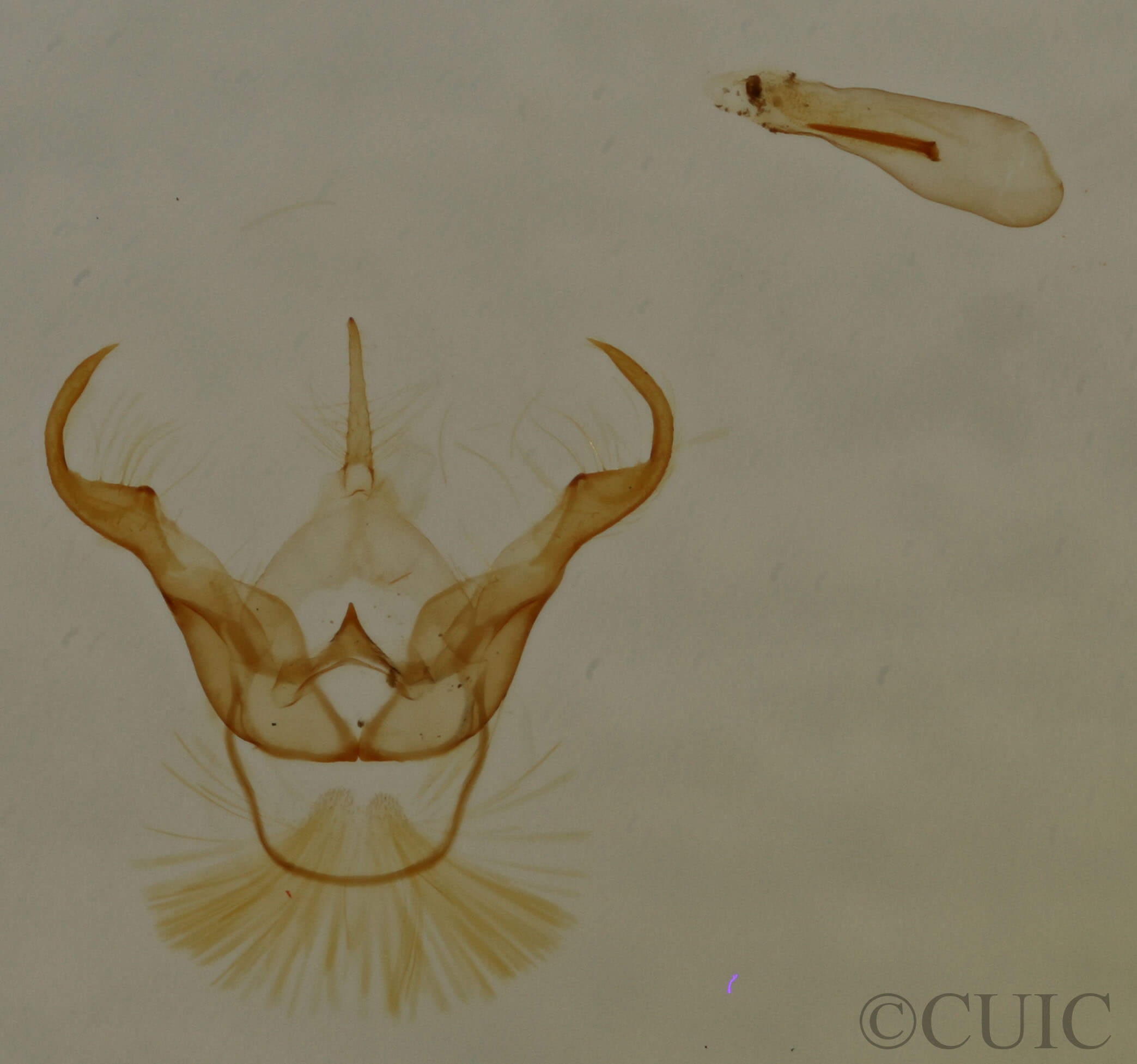 genitalia view of adult Cisthene subjecta