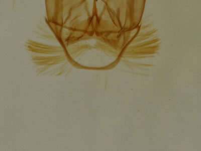genitalia view of adult Cisthene subjecta