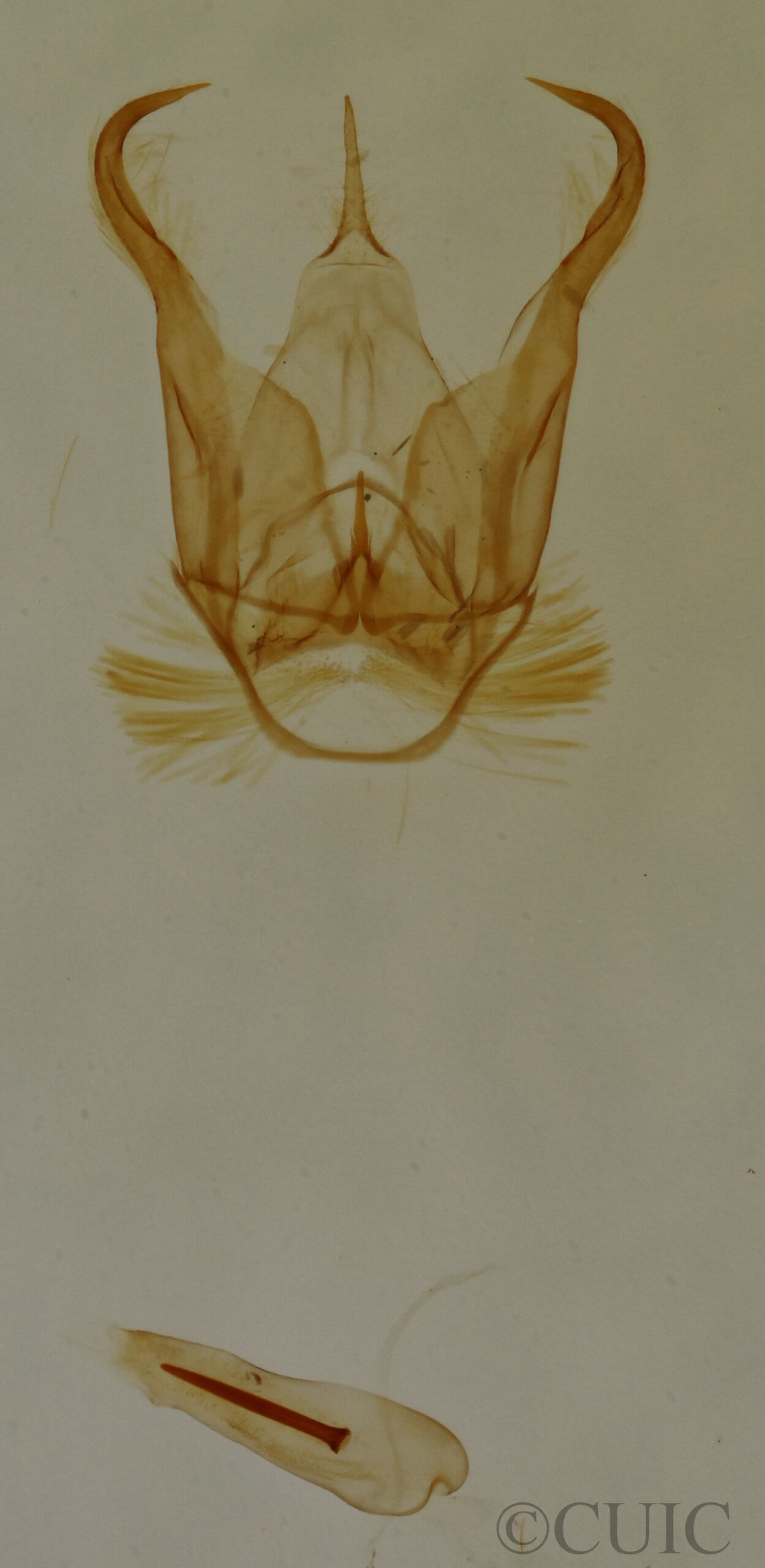 genitalia view of adult Cisthene subjecta