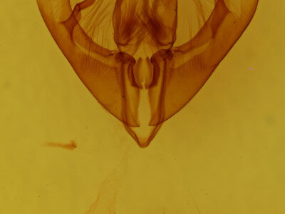 genitalia view of adult Condica confederata