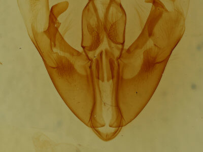 genitalia view of adult Condica cupentia