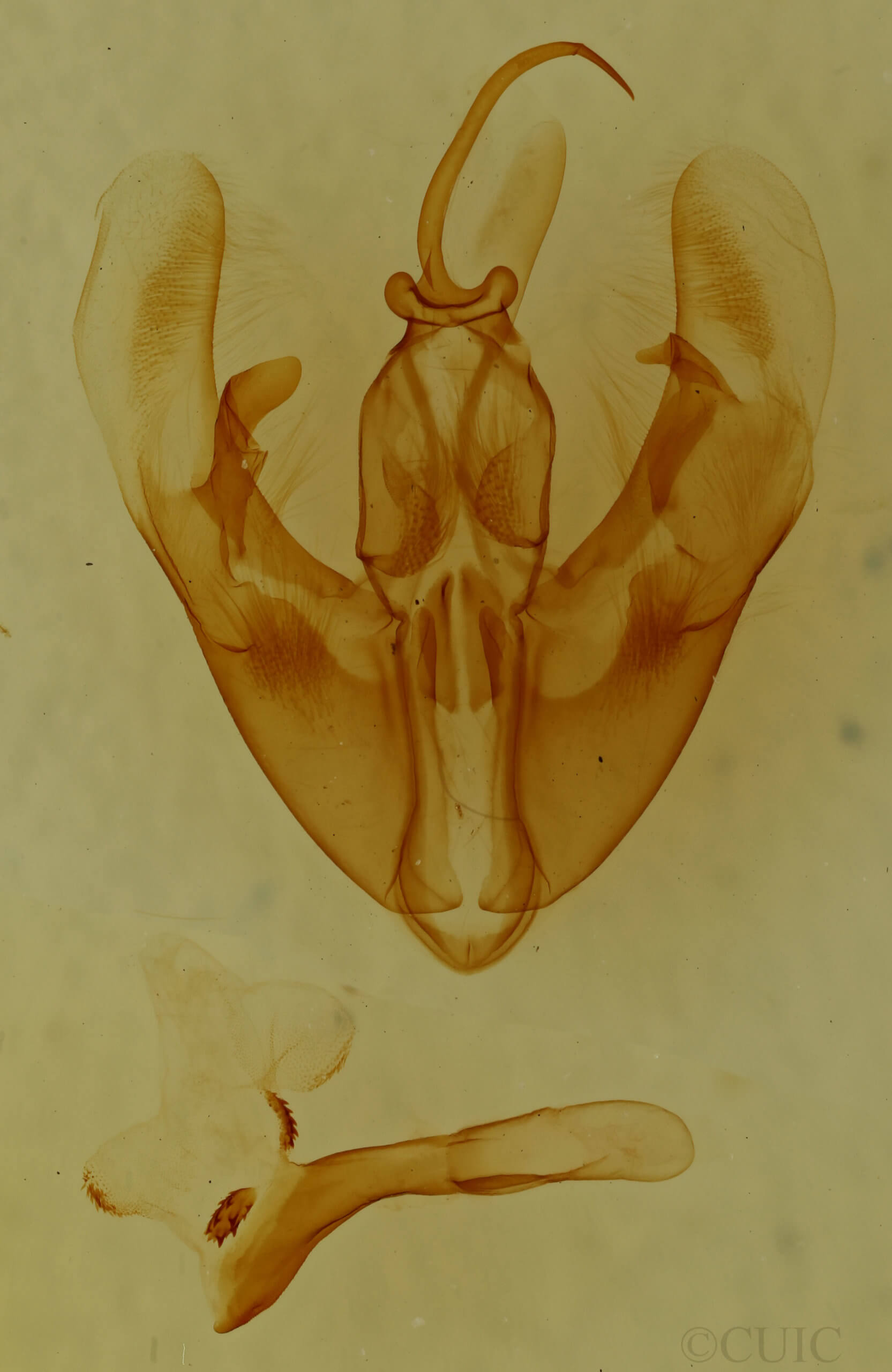 genitalia view of adult Condica cupentia