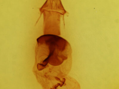genitalia view of adult Conistra ardescens