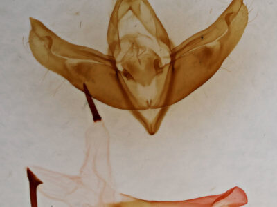 genitalia view of adult Cucullia mcdunnoughi