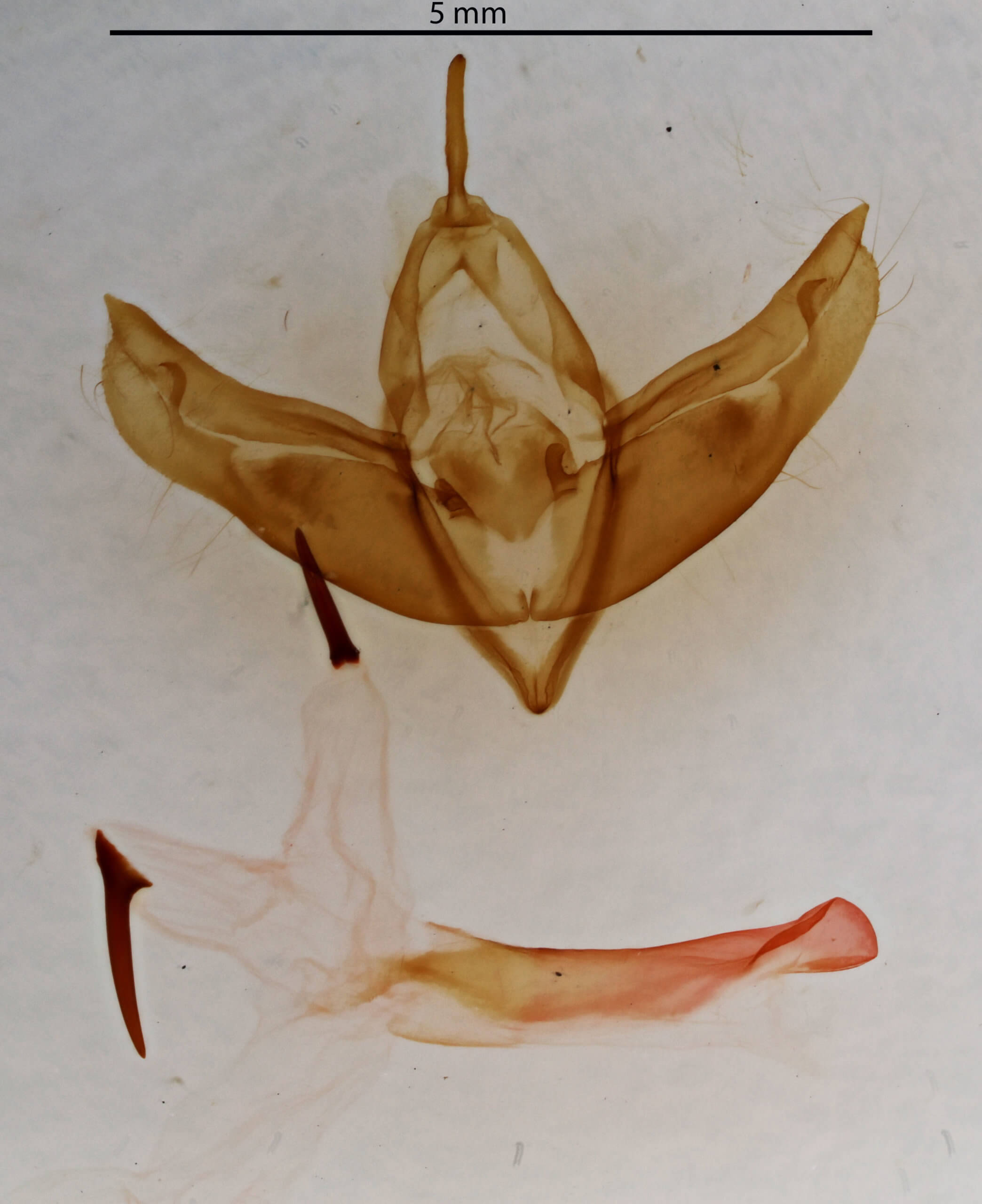 genitalia view of adult Cucullia mcdunnoughi