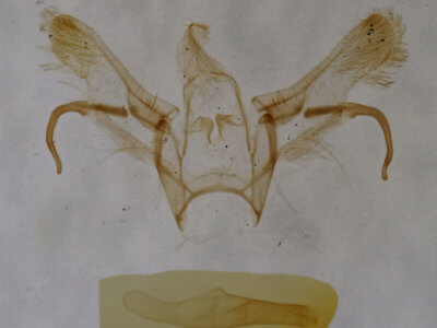 genitalia view of adult Cyclophora benjamini
