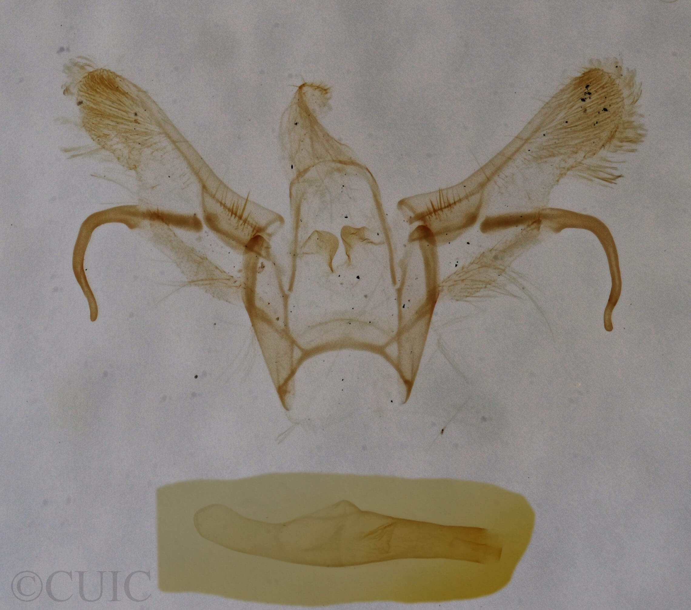 genitalia view of adult Cyclophora benjamini
