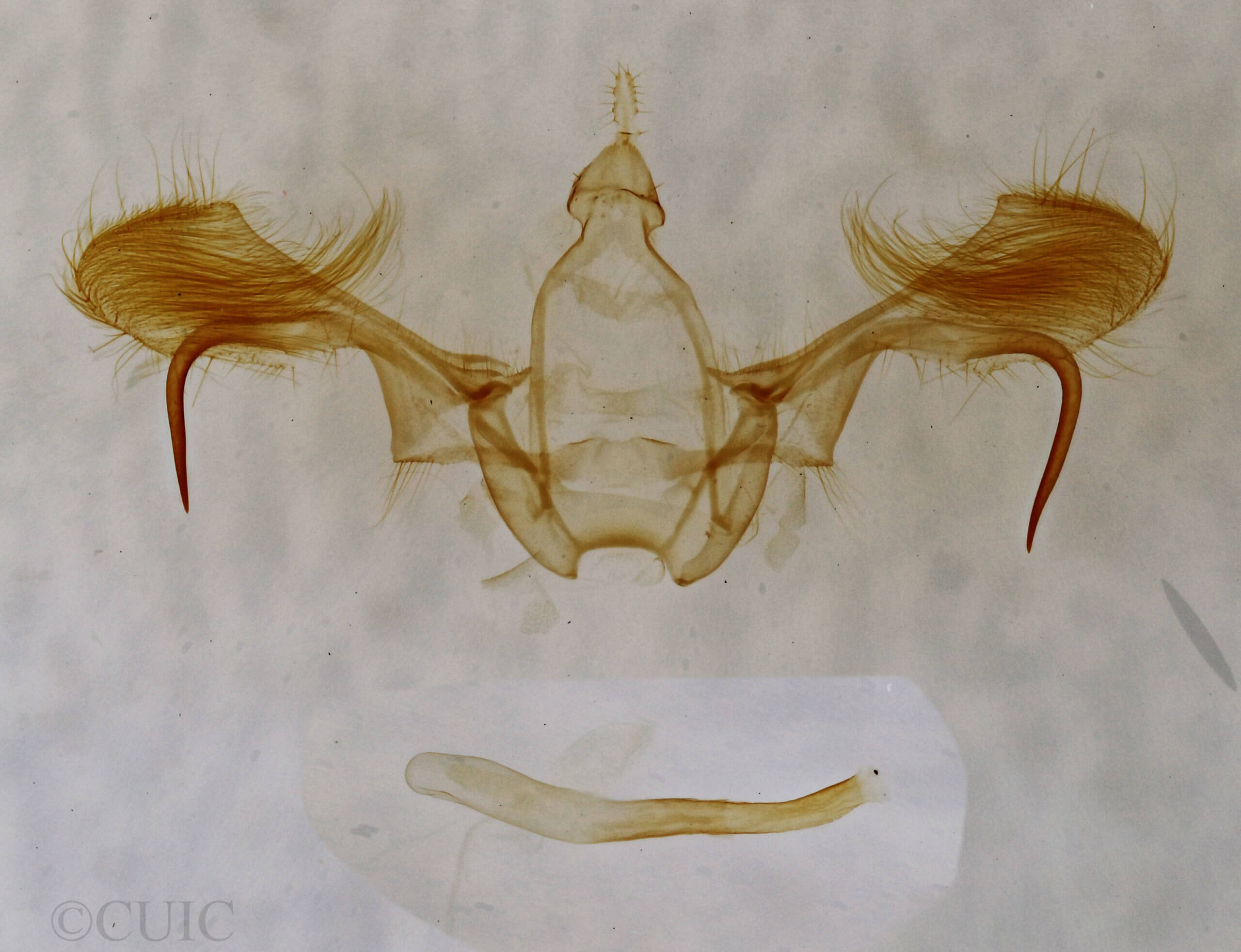 genitalia view of adult Cyclophora myrtaria