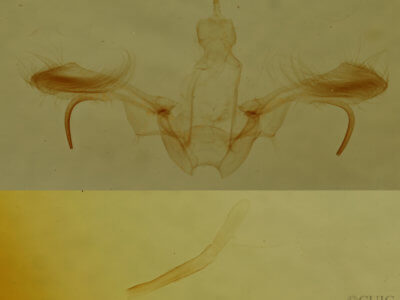 genitalia view of adult Cyclophora myrtaria