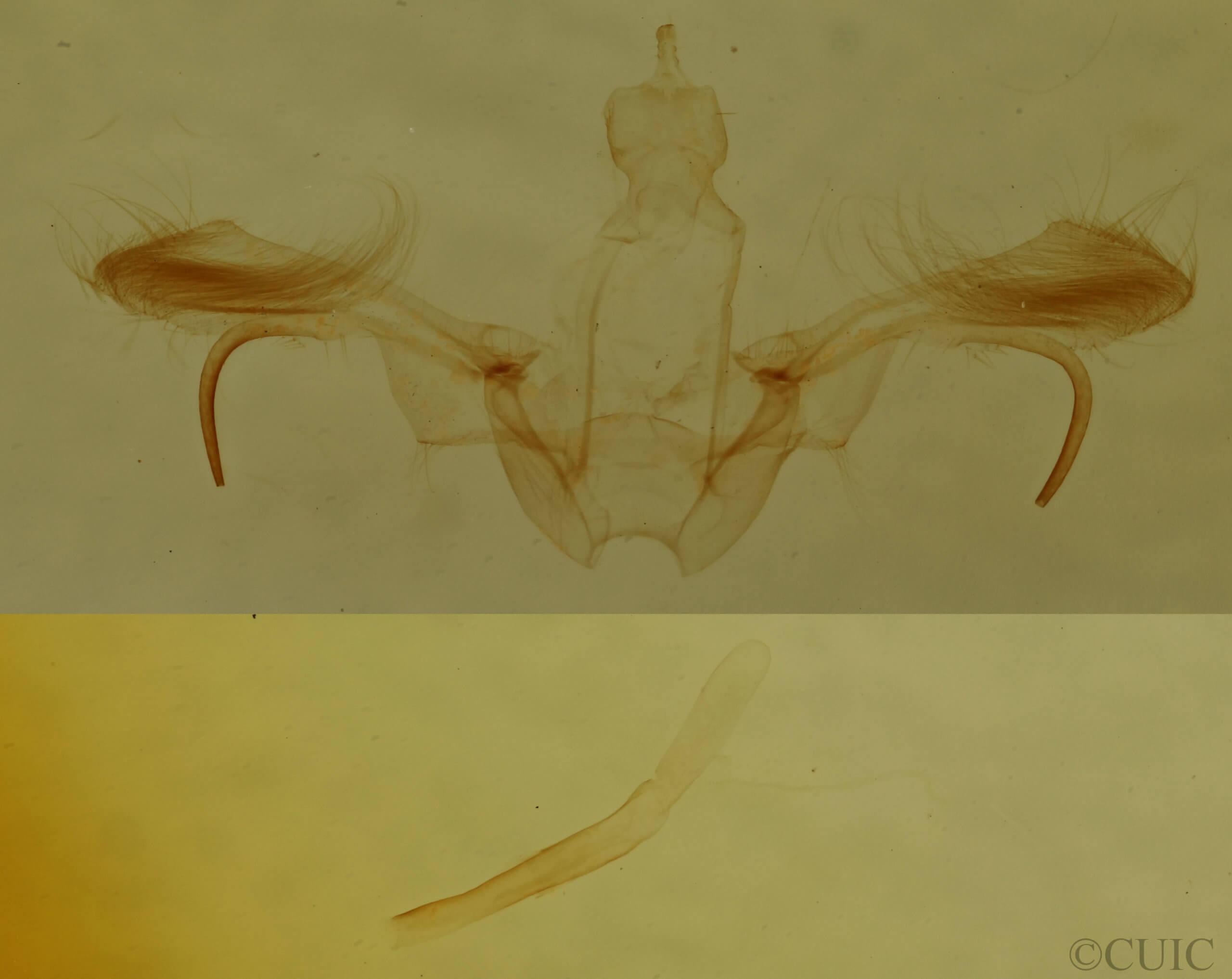 genitalia view of adult Cyclophora myrtaria