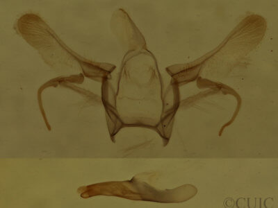 genitalia view of adult Cyclophora packardi