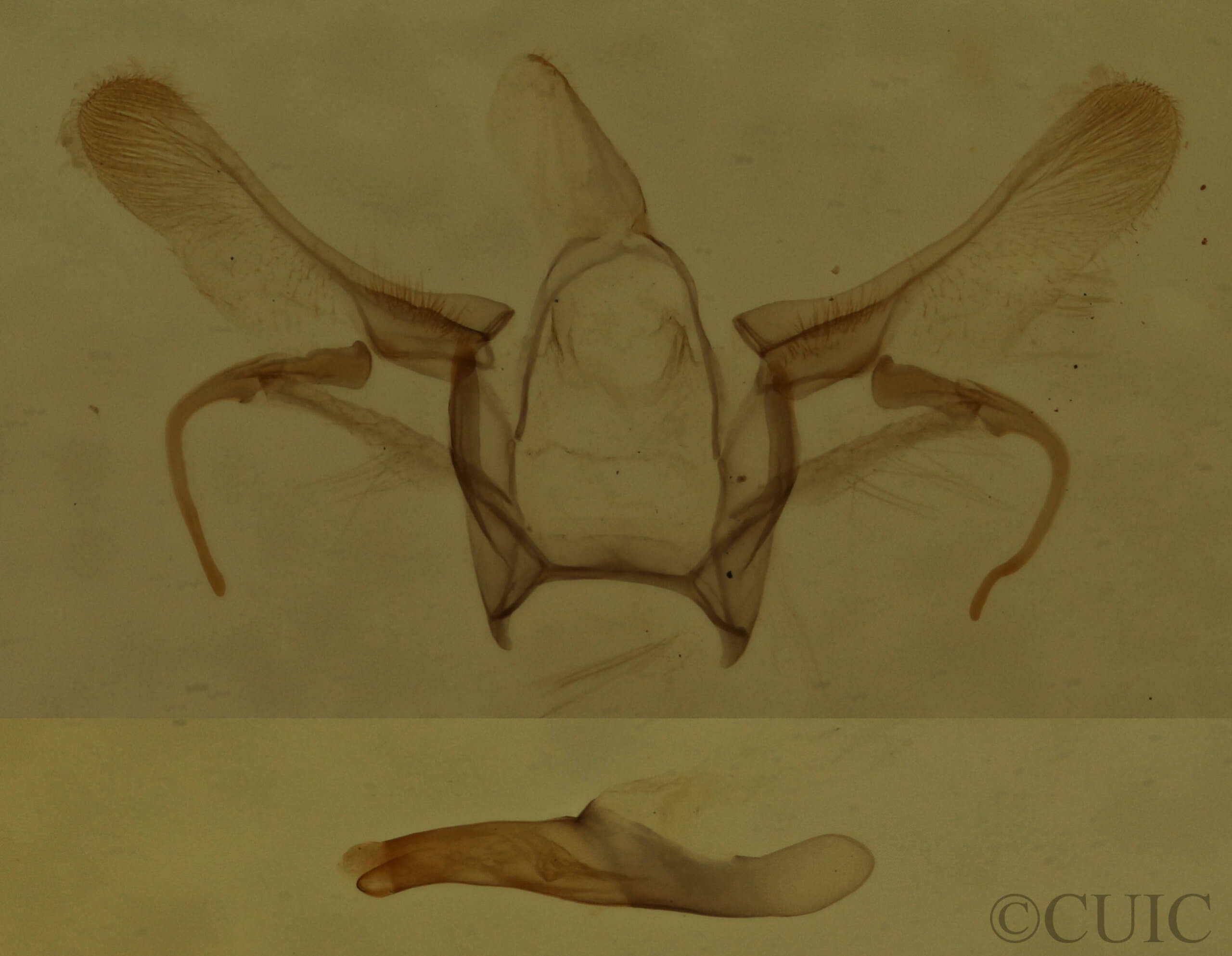 genitalia view of adult Cyclophora packardi