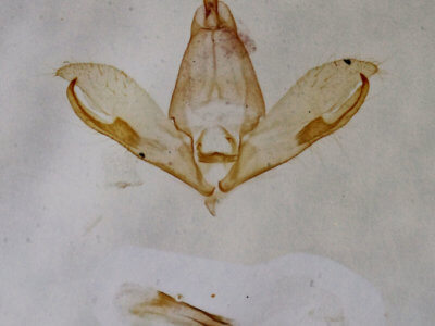 genitalia view of adult Crambidia lithosioides