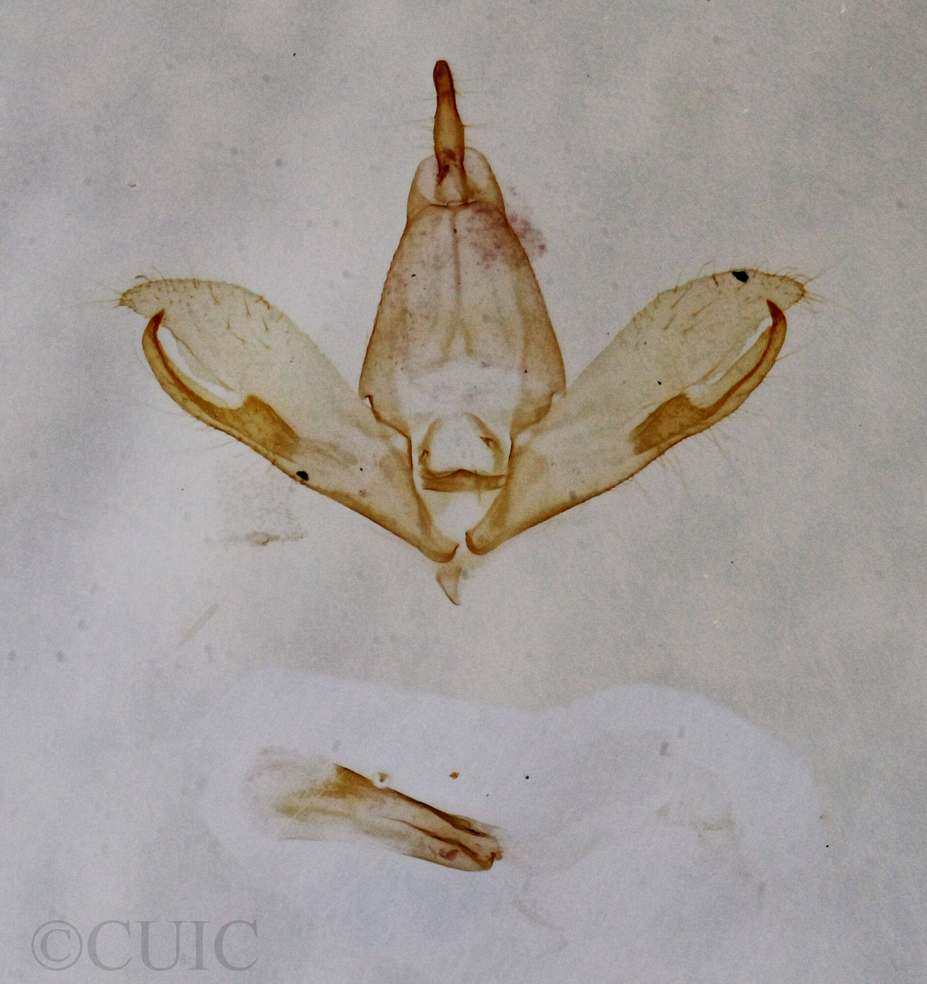 genitalia view of adult Crambidia lithosioides