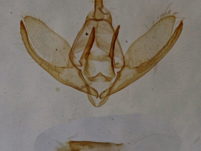genitalia view of adult Crambidia pallida