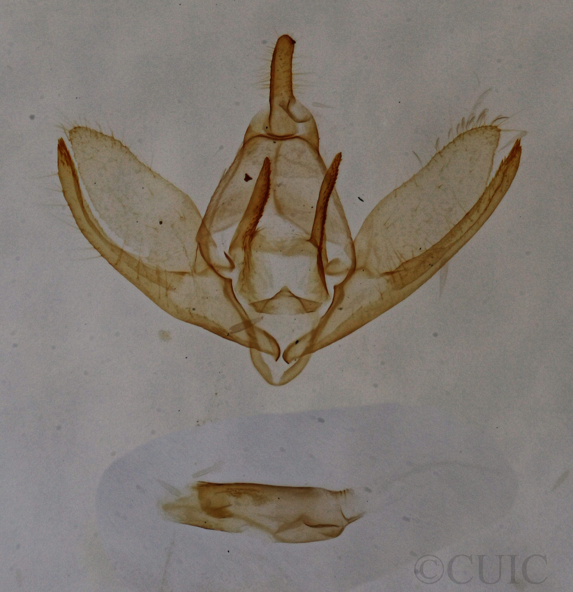 genitalia view of adult Crambidia pallida