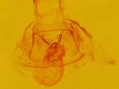 genitalia view of adult Crambidia pallida