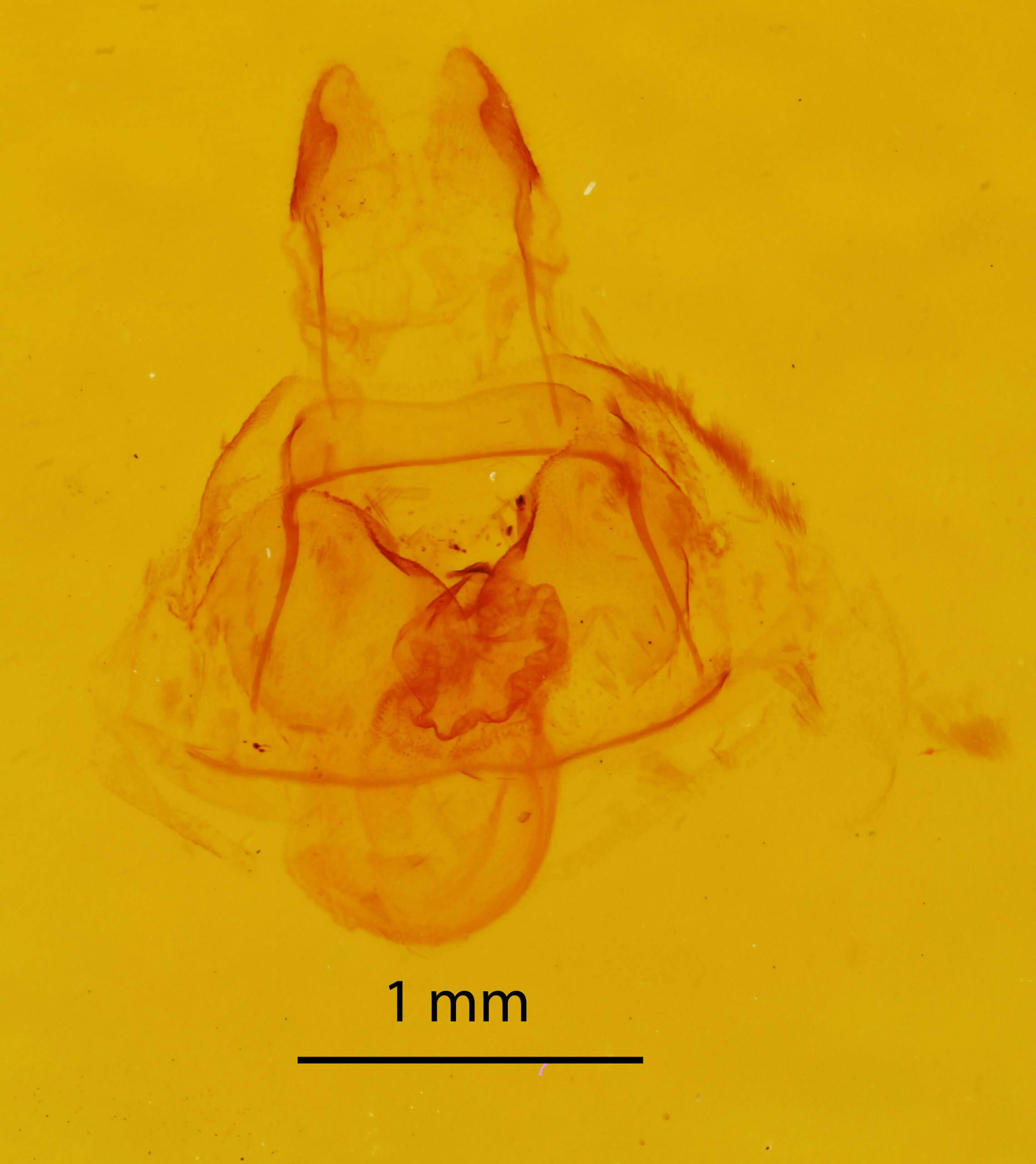 genitalia view of adult Crambidia pallida