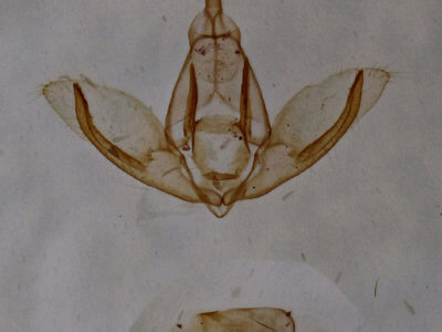 genitalia view of adult Crambidia uniformis