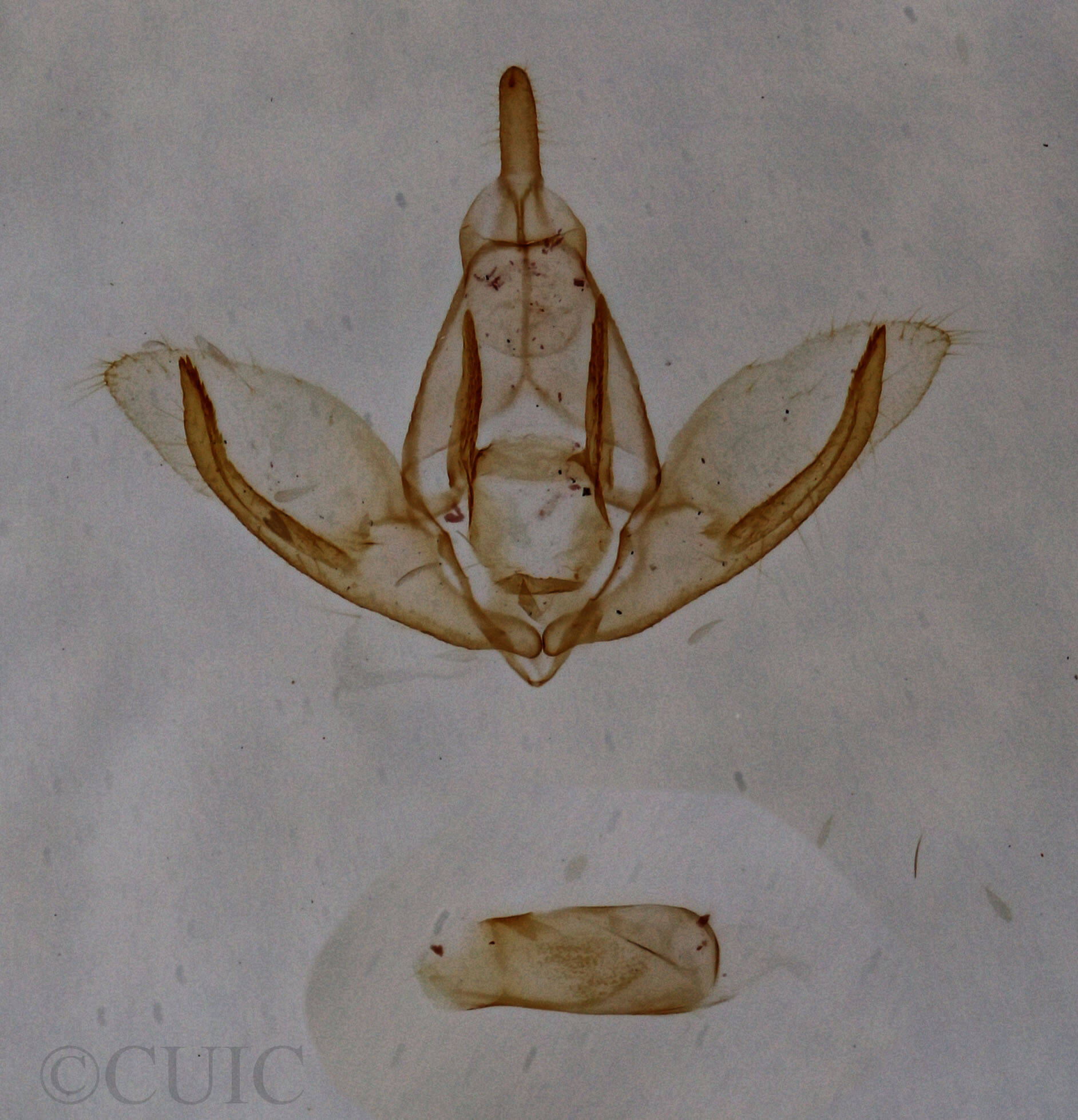 genitalia view of adult Crambidia uniformis