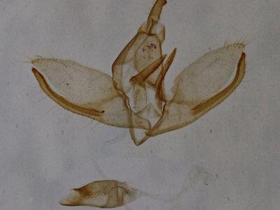 genitalia view of adult Crambidia uniformis