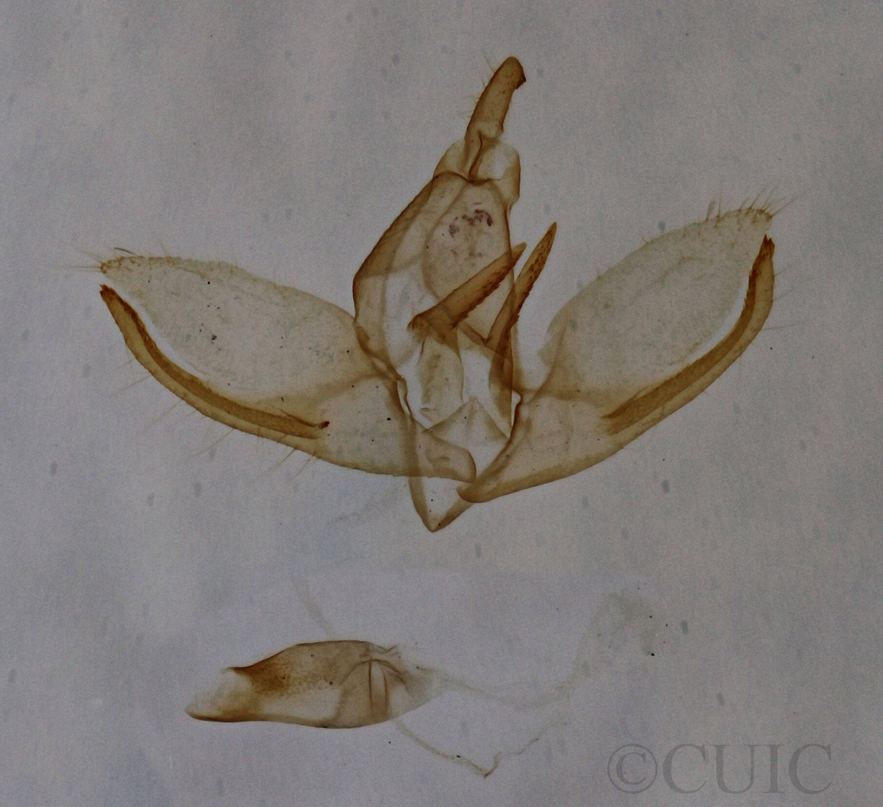genitalia view of adult Crambidia uniformis