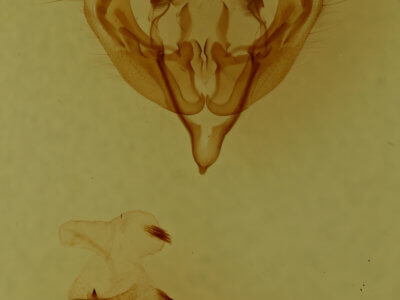 genitalia view of adult Crocigrapha normani