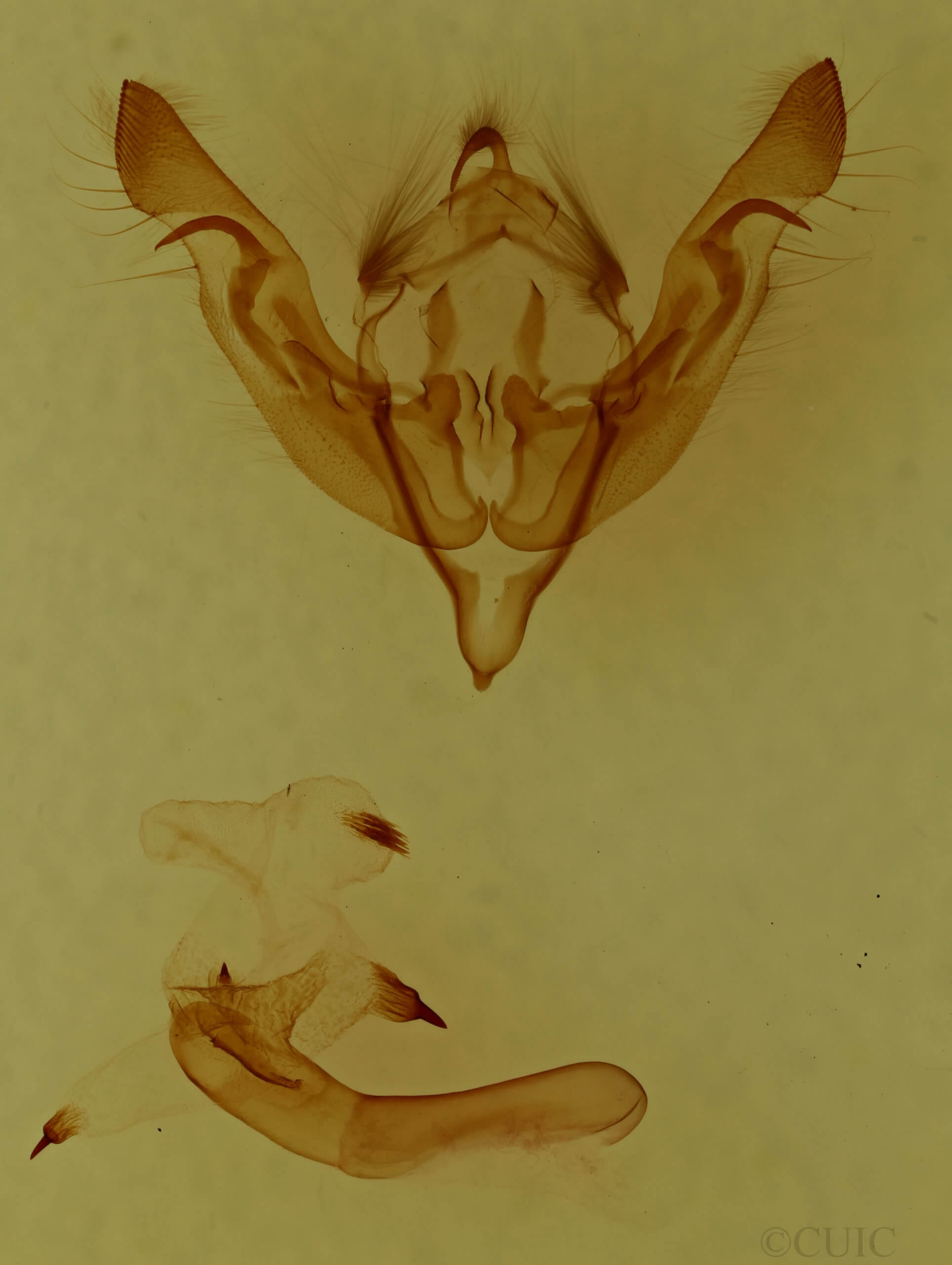 genitalia view of adult Crocigrapha normani