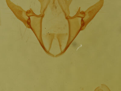 genitalia view of adult Cutina albopunctella