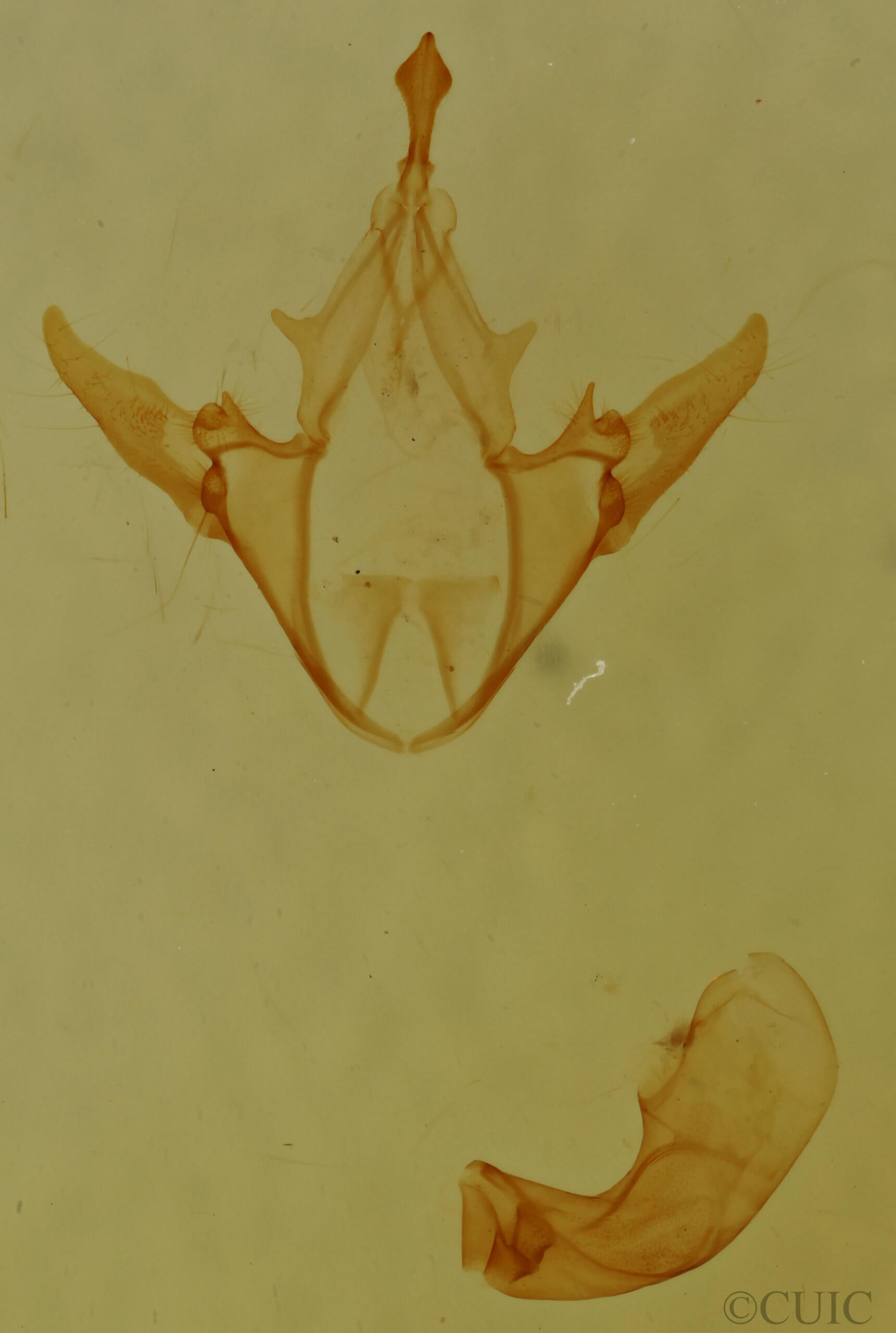 genitalia view of adult Cutina albopunctella