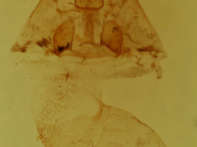 genitalia view of adult Cutina albopunctella