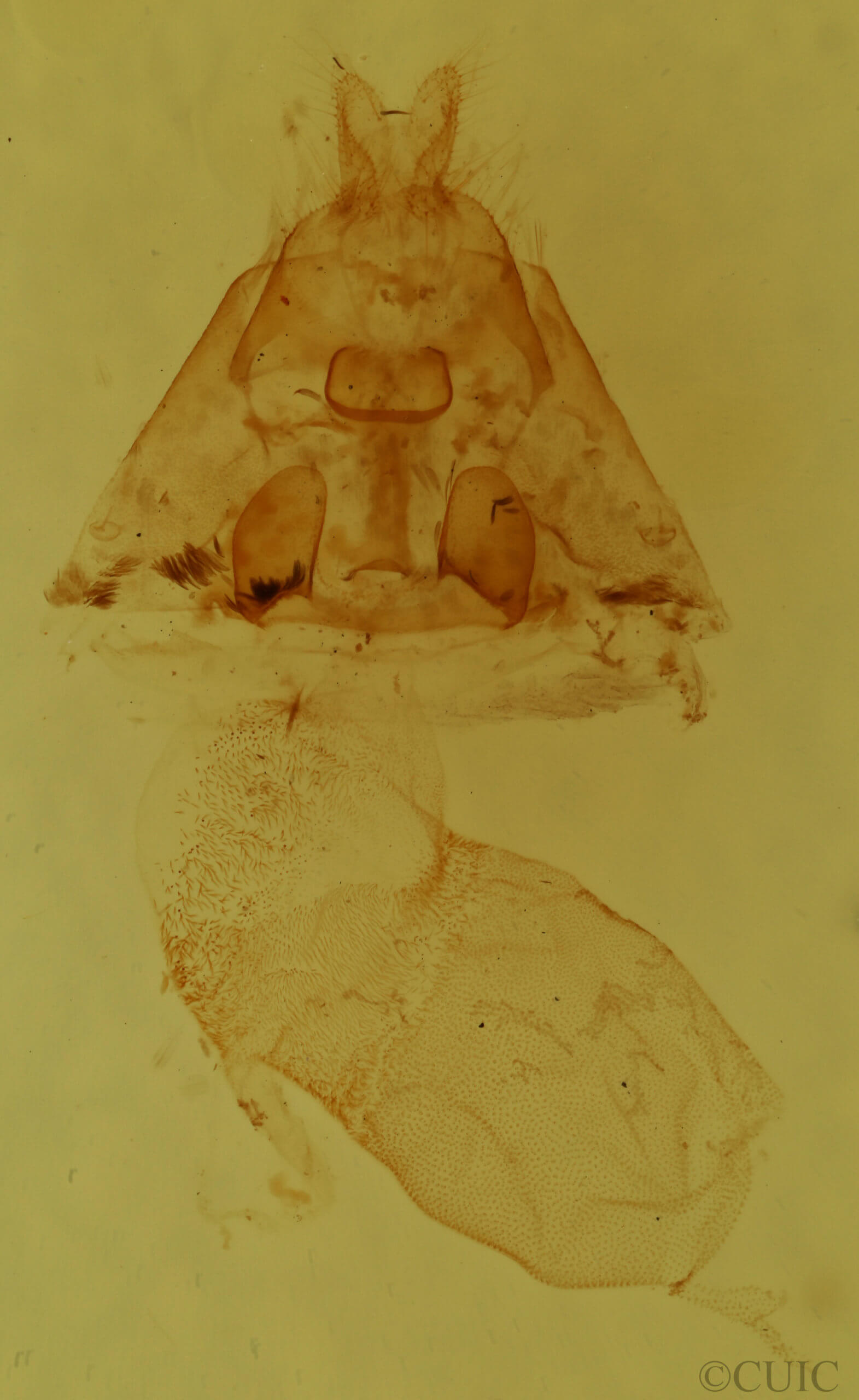 genitalia view of adult Cutina albopunctella