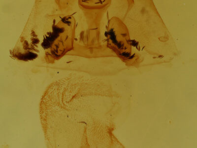 genitalia view of adult Cutina albopunctella