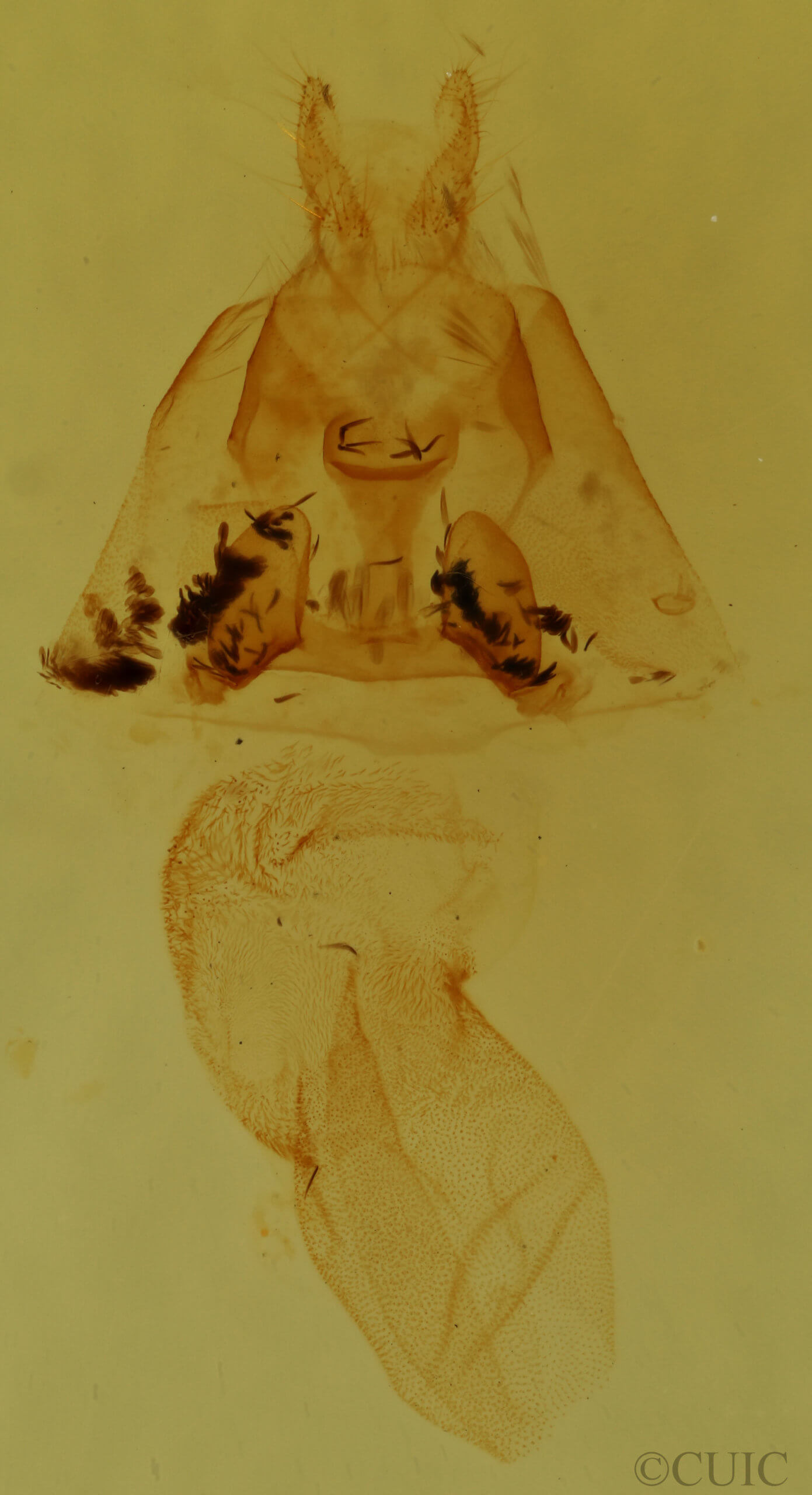 genitalia view of adult Cutina albopunctella