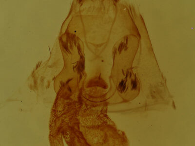 genitalia view of adult Cutina arcuata